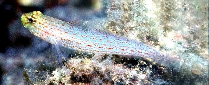 Gobius xanthocephalus_0555